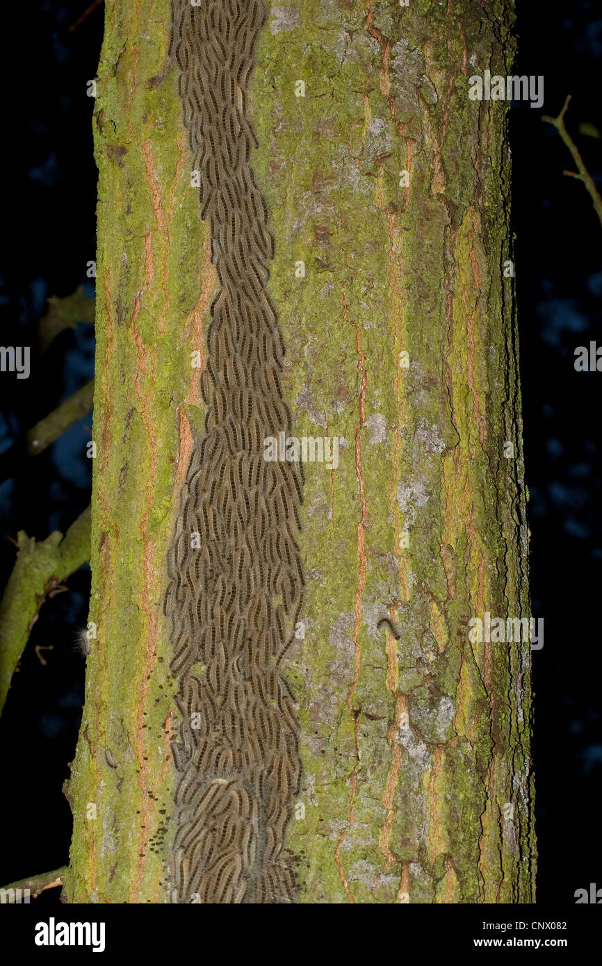 Eiche Eichenprozessionsspinner (Thaumetopoea Processionea), Raupen marschieren auf einem Baumstamm nach oben zu ernähren sich von Blättern, Deutschland Stockfoto