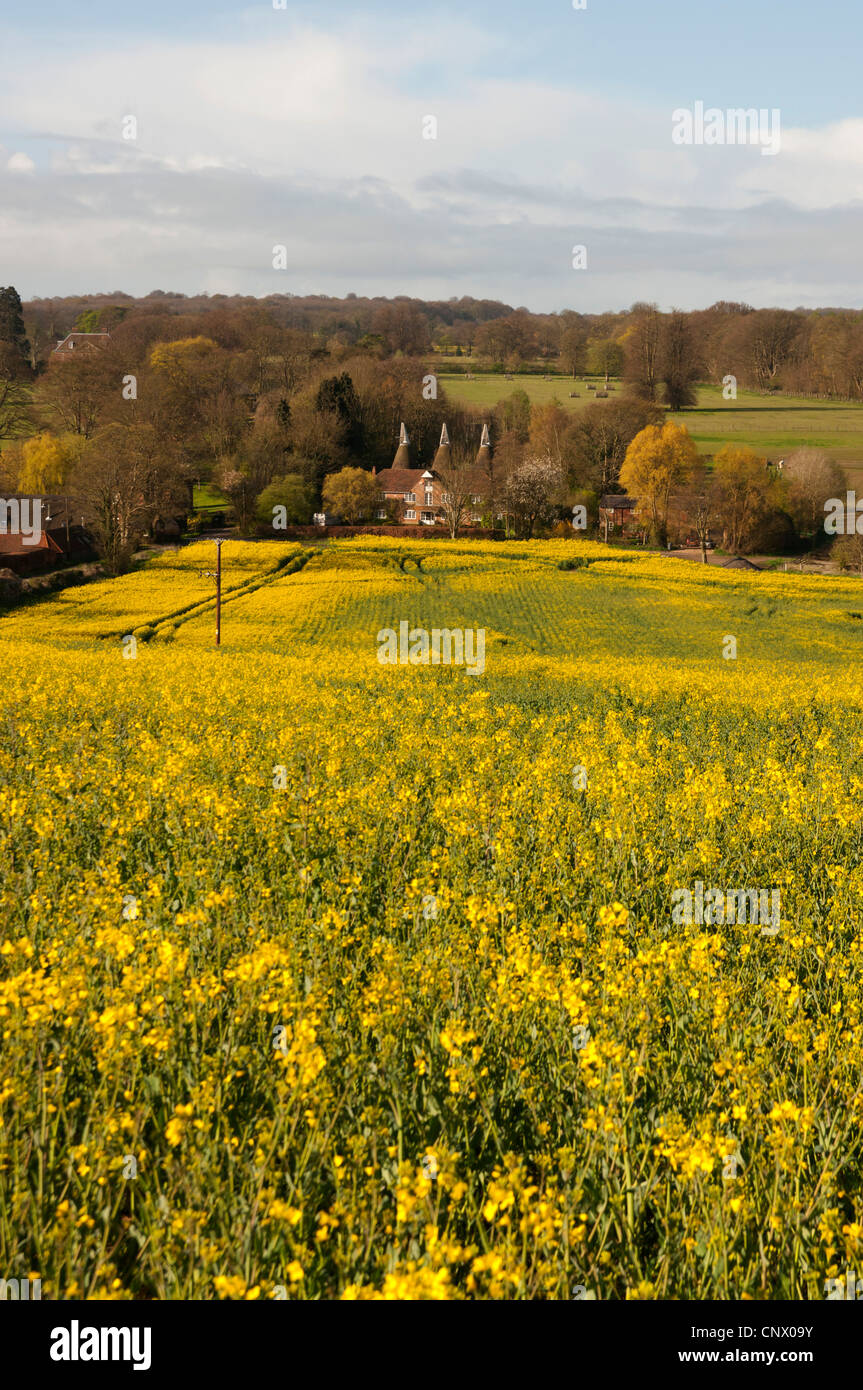 Bereich der Öl Raps Kent Landschaft England UK Stockfoto