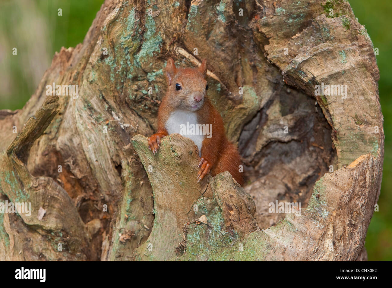 Europäische Eichhörnchen, eurasische Eichhörnchen (Sciurus Vulgaris), pup peering von eine Baumhöhle, Deutschland Stockfoto