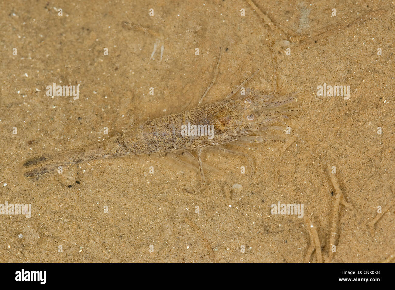 Gemeinsamen Garnelen, gemeinsame europäische Garnelen, Bbrown Garnelen (Crangon Crangon), gut getarnt auf Sand, Deutschland Stockfoto