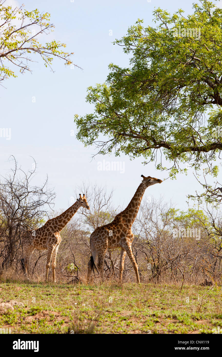Zwei Giraffen im Krüger-Nationalpark, Südafrika Stockfoto