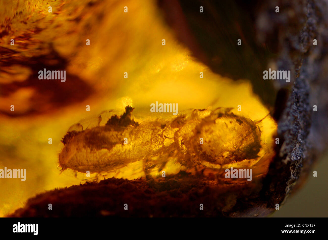 Termite Larve im mexikanischen Bernstein (rohen Stein) Stockfoto