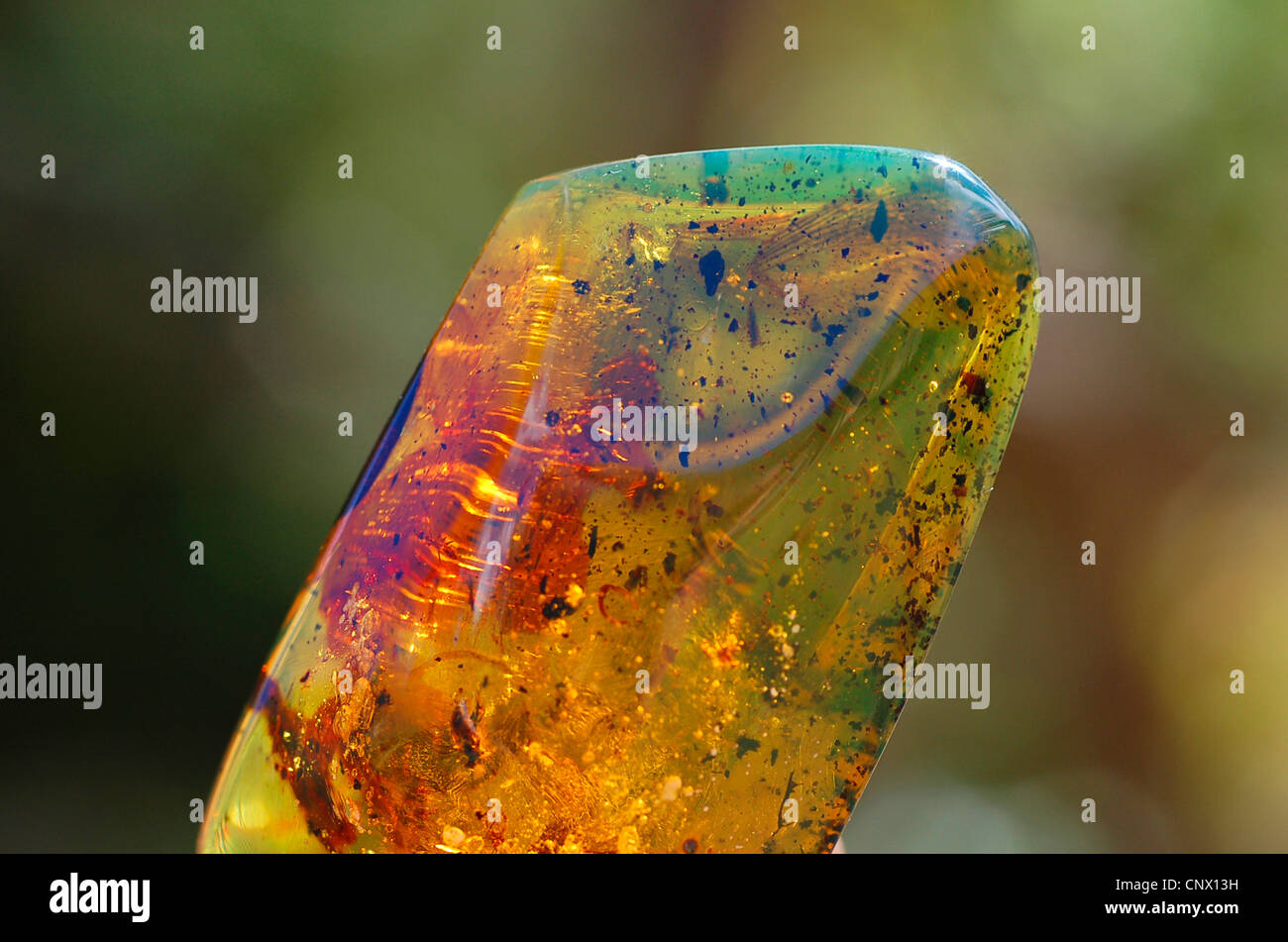 Termite Larve im mexikanischen Bernstein (rohen Stein) mit mehreren Insekten Einschlüssen Stockfoto