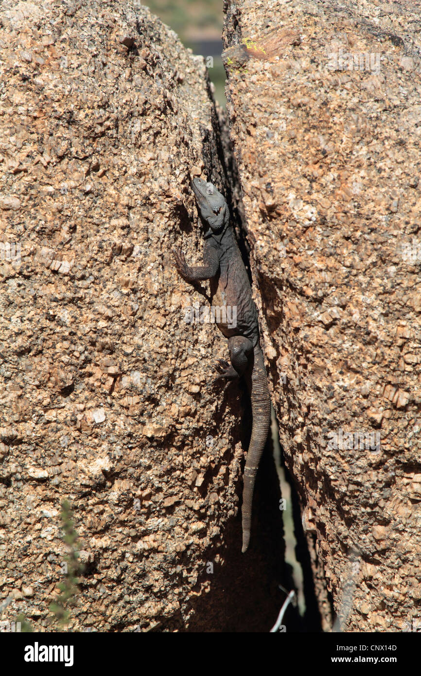 Chuckwallas (Sauromalus spec.), sitzt in einer Felsspalte, Phoenix, Pinnacle Peak Park, Arizona, USA Stockfoto