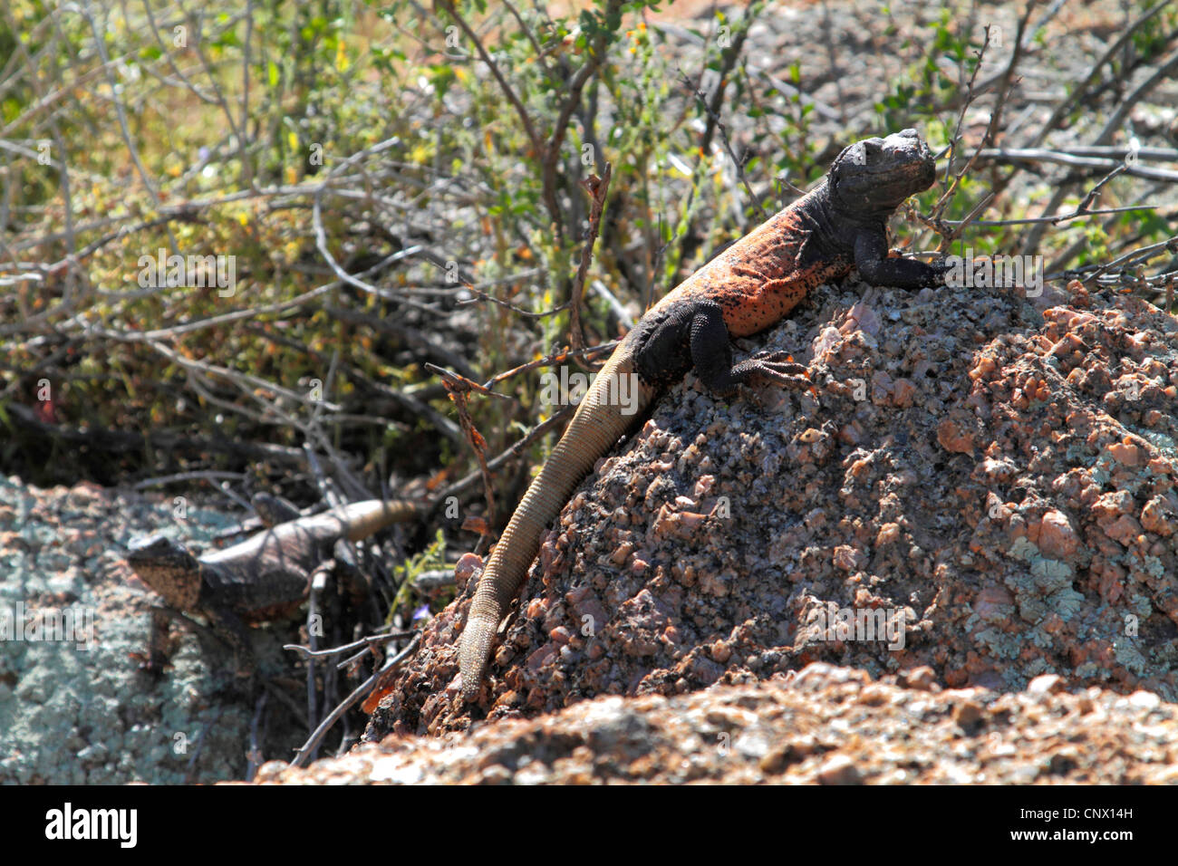 Chuckwalla (Sauromalus spec.), Männchen und Weibchen auf Felsen, Phoenix, Pinnacle Peak Park, Arizona, USA Stockfoto