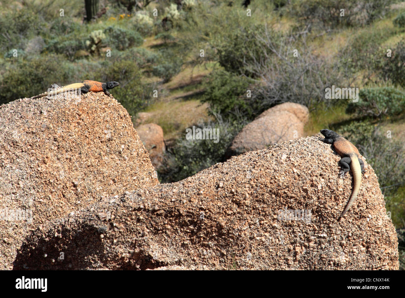 Chuckwalla (Sauromalus spec.), Streit Männchen auf einem Felsen, Phoenix, Pinnacle Peak Park, Arizona, USA Stockfoto