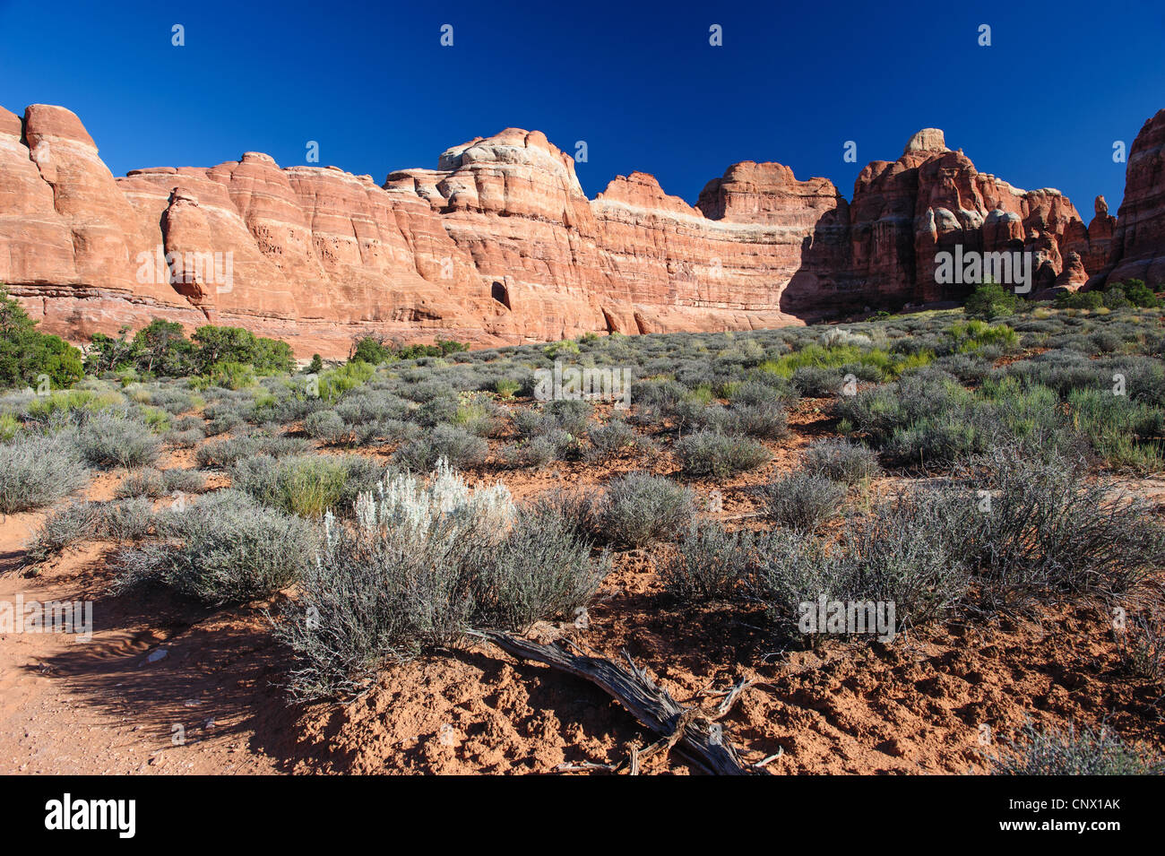 Nadeln rock Formation im Needles District, Canyonlands National Park, Utah, USA Stockfoto