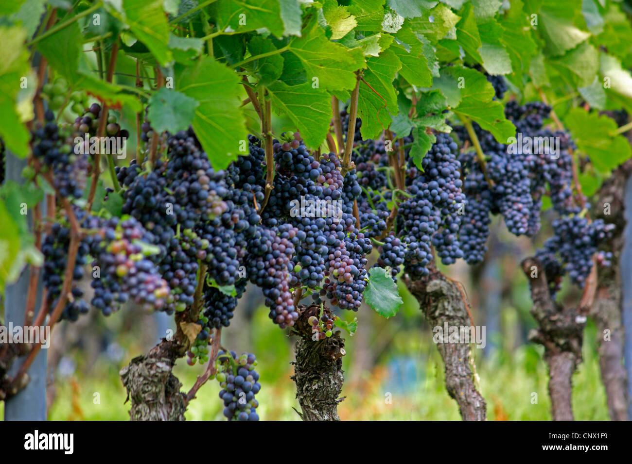 Rebe, Weinrebe (Vitis Vinifera), schwarze Trauben an einer Rebe