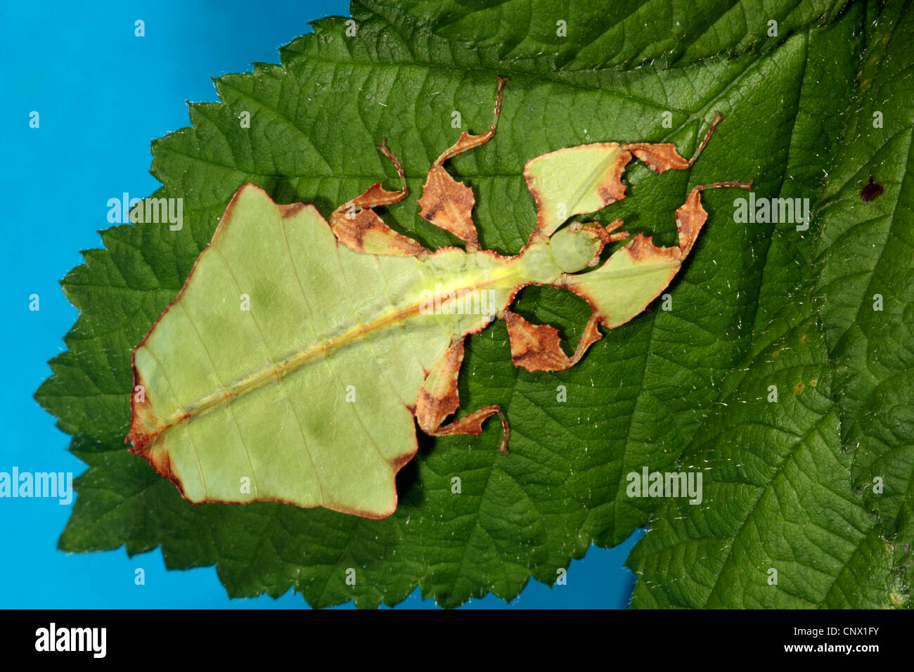 Javan Blatt-Insekt, Blatt Insekt (Phyllium Bioculatum), sitzt auf einem dunkleren Blatt Stockfoto