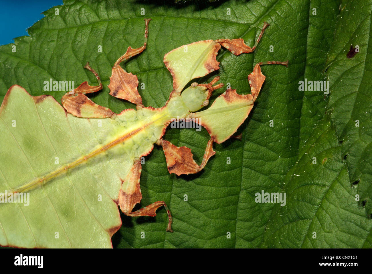 Javan Blatt-Insekt, Blatt Insekt (Phyllium Bioculatum), sitzt auf einem dunkleren Blatt Stockfoto