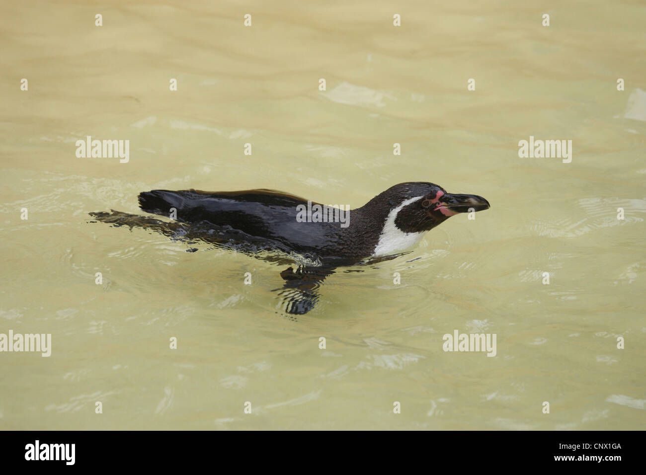 Humboldt-Pinguin (Spheniscus Humboldti), Schwimmen Stockfoto