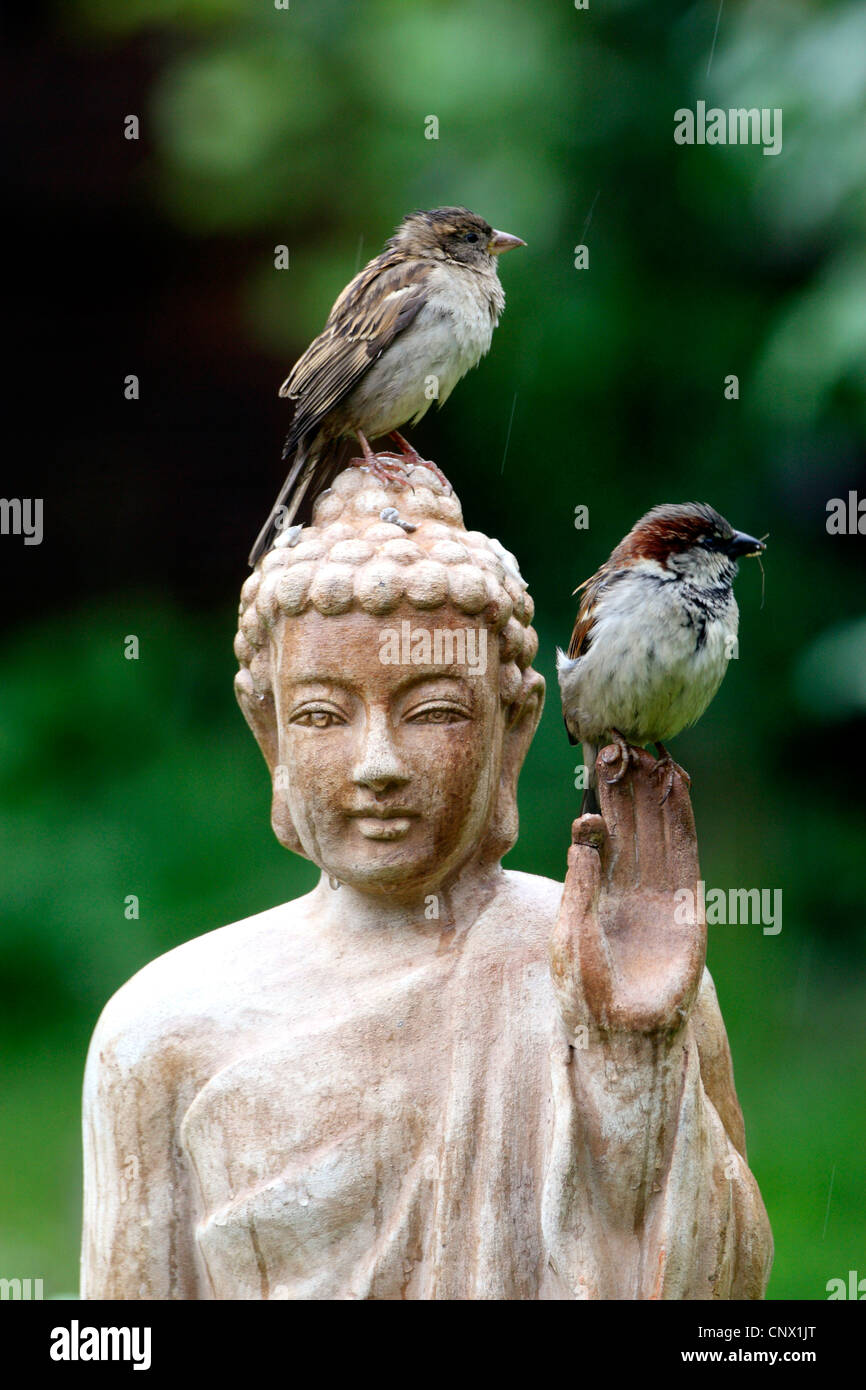 Haussperling (Passer Domesticus), zwei Vögel sitzen auf dem Kopf eine Terracotta Buddha-Statue im Garten, Deutschland Stockfoto