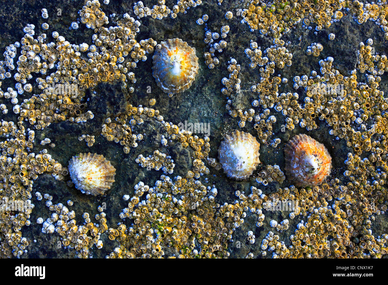 Napfschnecken, echte Napfschnecken (Patellidae), Seepocken und Napfschnecken auf einem Felsen, Großbritannien, Schottland Stockfoto
