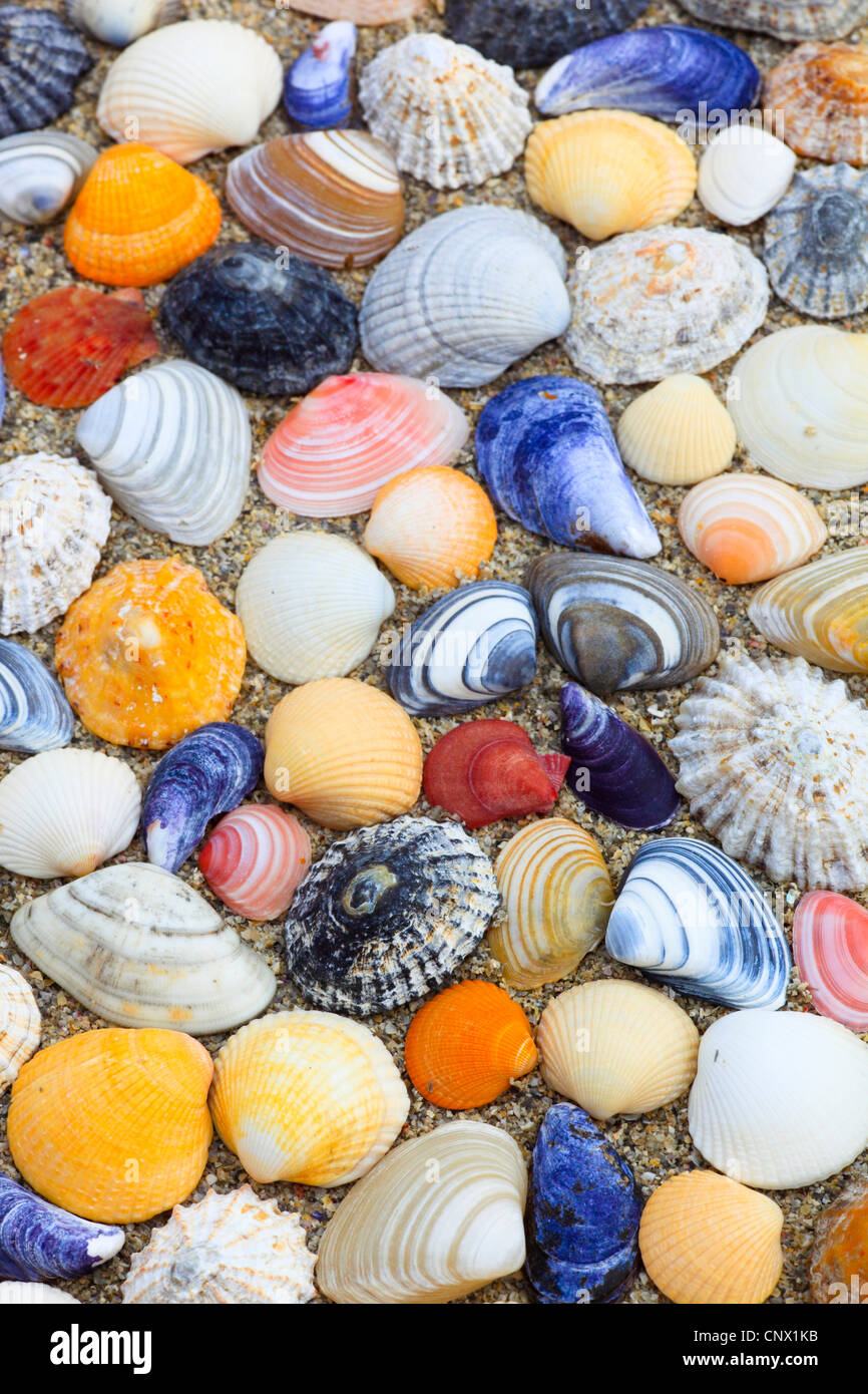 bunte Muscheln im Sand, Großbritannien, Schottland Stockfoto