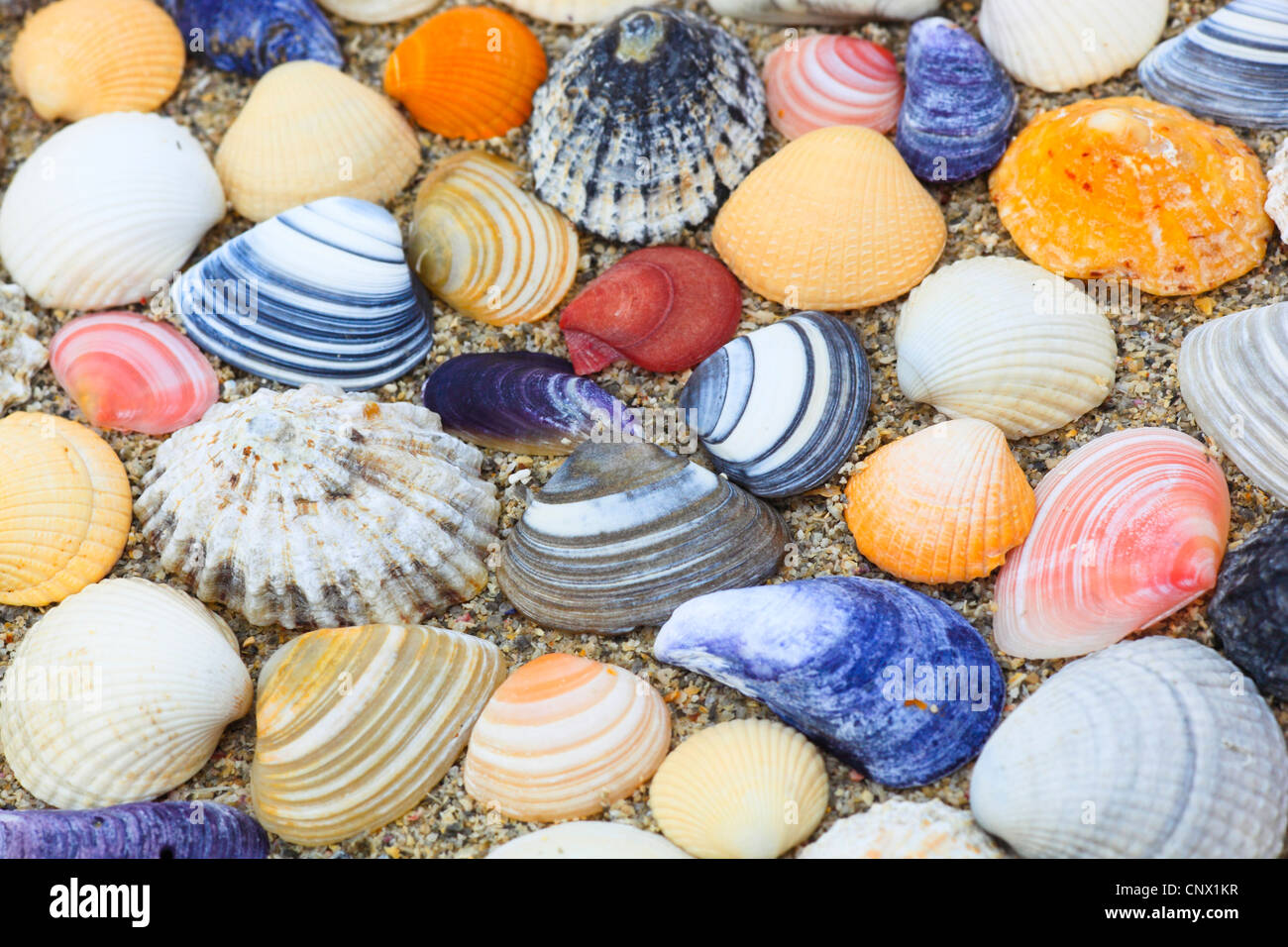 bunte Muscheln im Sand, Großbritannien, Schottland Stockfoto