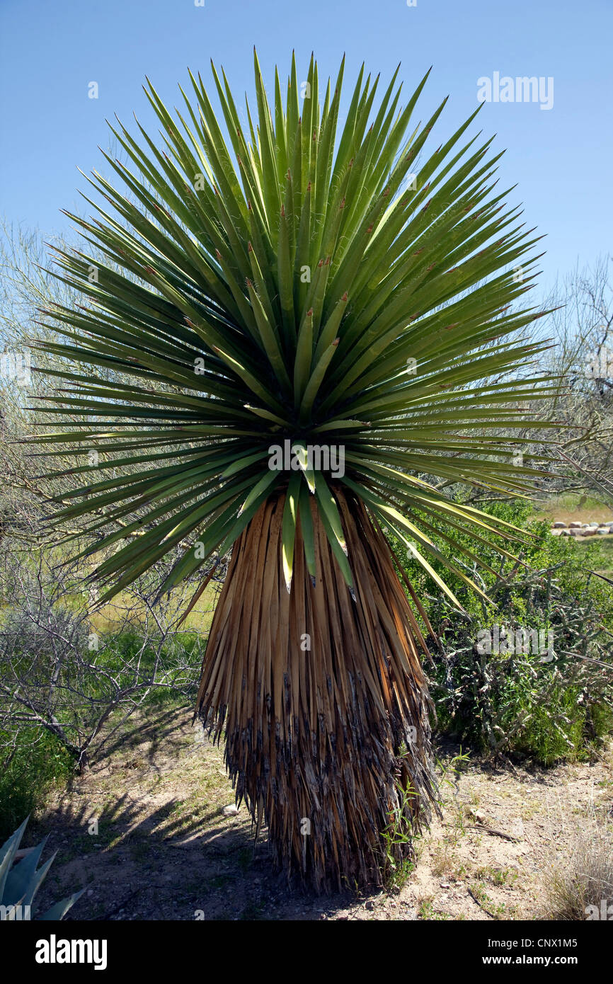 Riesen Yucca (Yucca, Yucca Faxoniana Stockfotografie Alamy