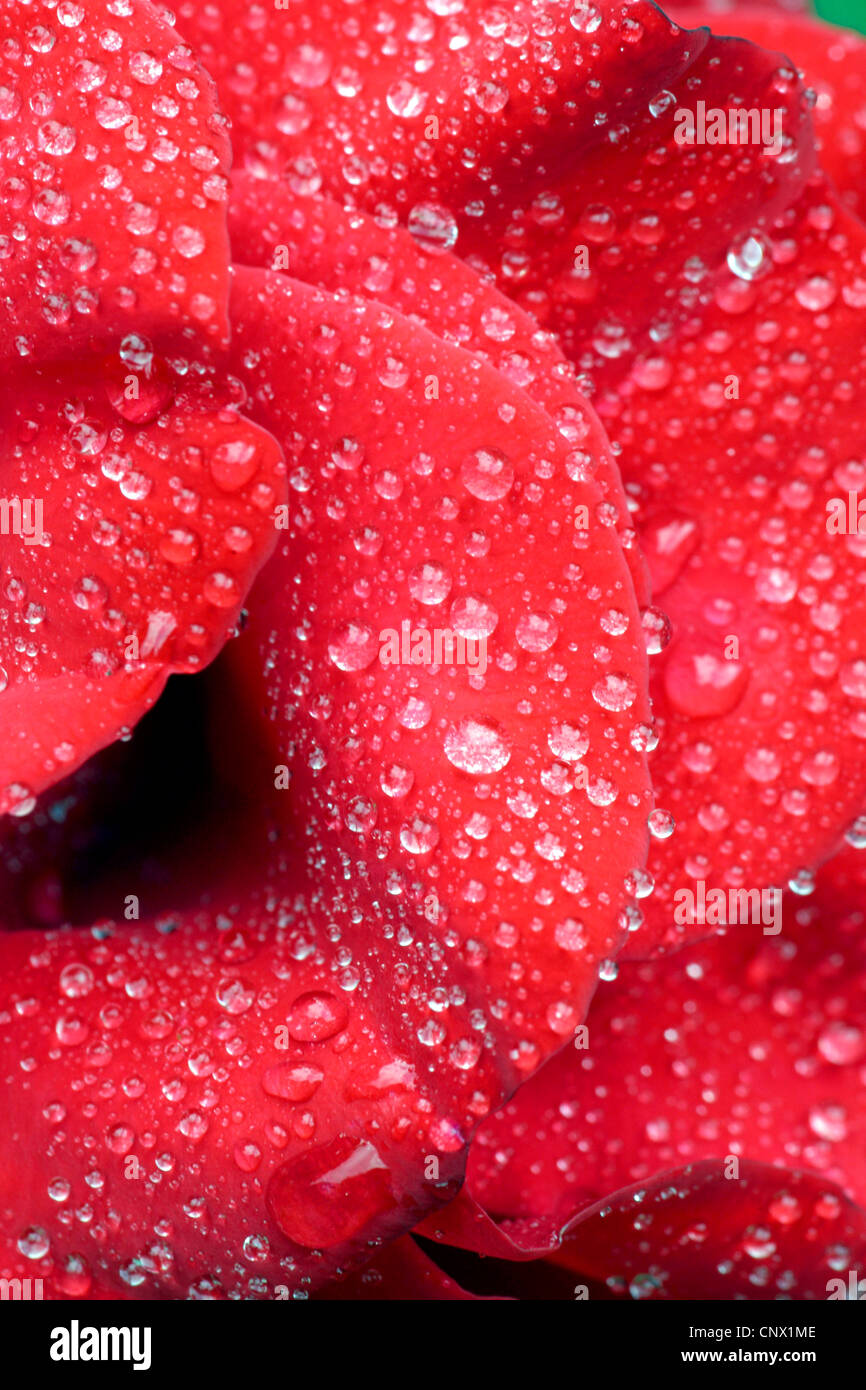 Rose (Rosa spec.), Rose mit Wassertropfen Stockfoto