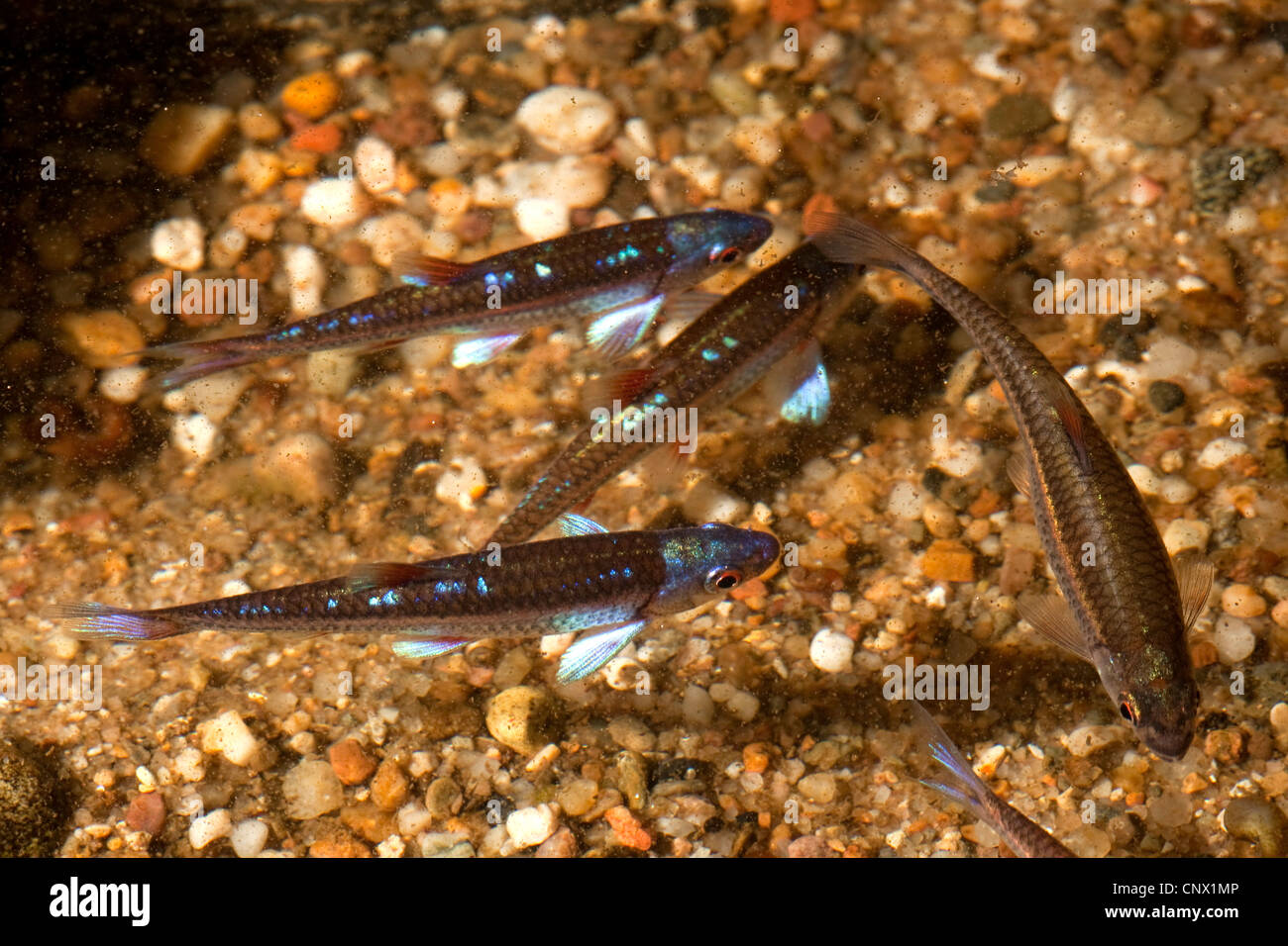 Regenbogen Shiner (Notropis Chrosomus), Schule Stockfoto