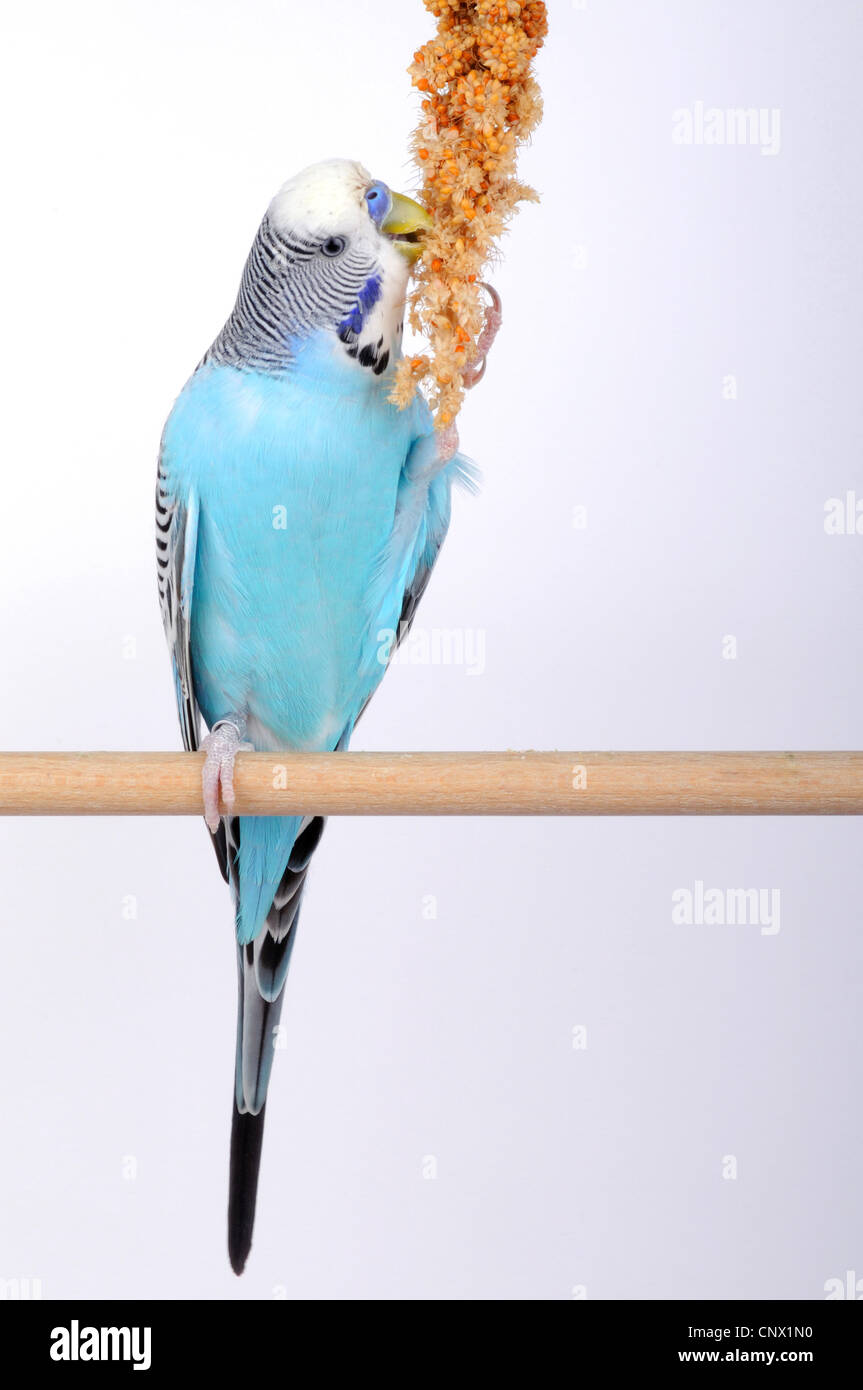 Wellensittich, Wellensittich, Wellensittich (Melopsittacus Undulatus), sitzen auf hölzernen Stab, Foxtail Hirse essen Stockfoto