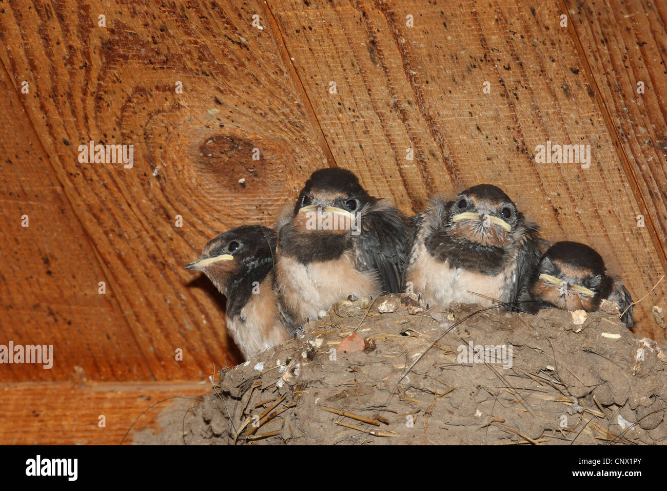 Rauchschwalbe (Hirundo Rustica), schlucken junge im Nest, Deutschland Stockfoto