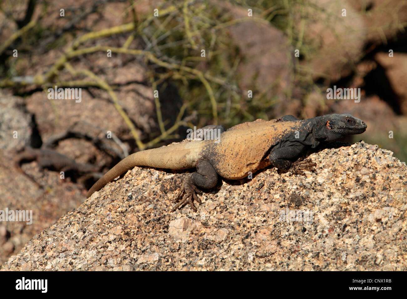 Chuckwallas (Sauromalus spec.), große männliche Sonnenbaden, Phoenix, Pinnacle Peak Park, Arizona, USA Stockfoto