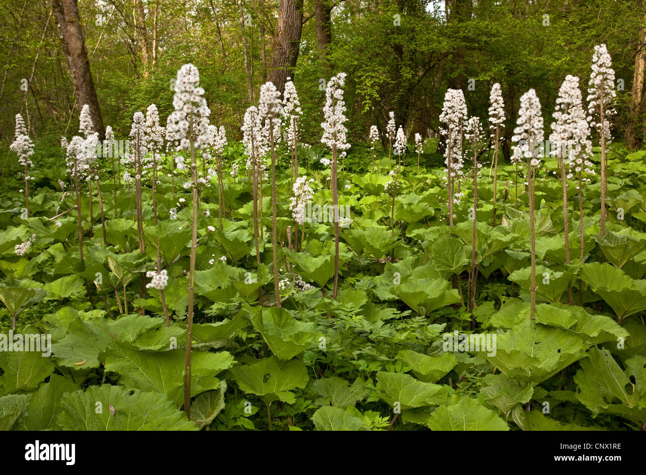 Butterburr (Petasites Hybridus), an einem Flussufer, Deutschland, Bayern, Inn Fruchtkörper Stockfoto