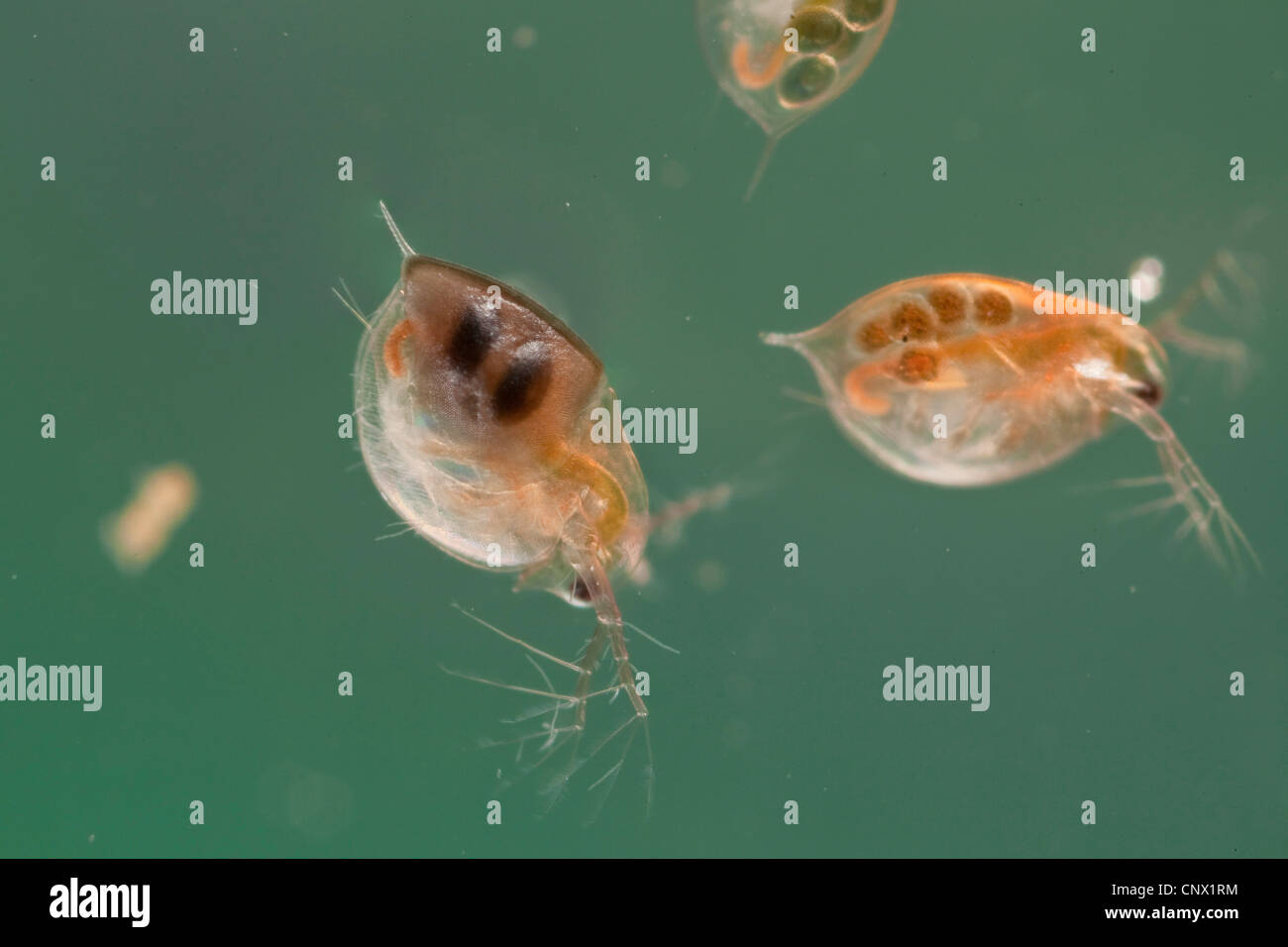 gemeinsamen Wasserfloh (Daphnia Pulex), zwei Individuen mit Eiern und Jungtieren im Brut Beutel Stockfoto