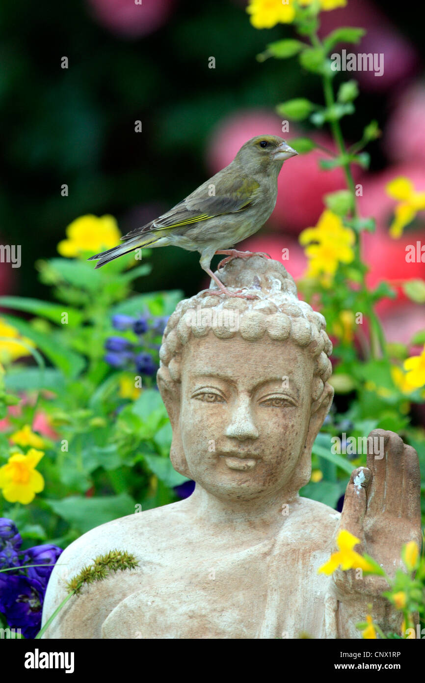 westlichen Grünfink (Zuchtjahr Chloris), sitzt auf dem Kopf eine Terracotta Buddha-Statue im Garten, Deutschland Stockfoto