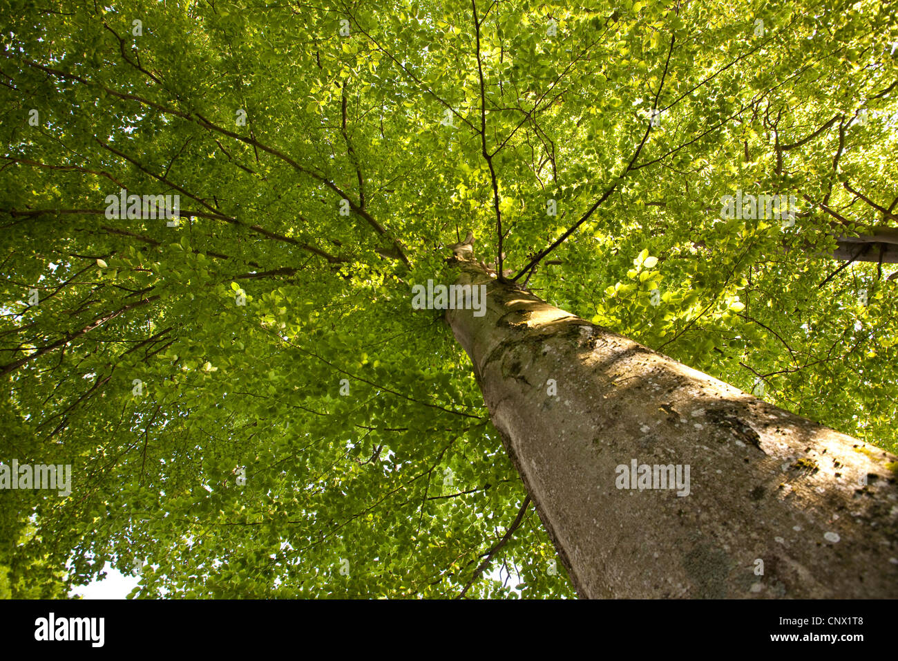 Rotbuche (Fagus Sylvatica), im Frühjahr, Deutschland, Bayern Stockfoto