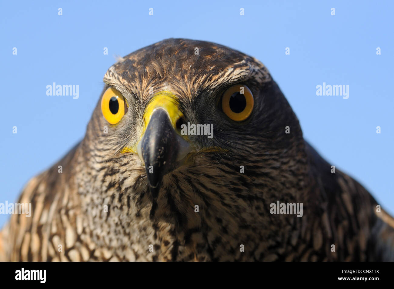 nördlichen Habicht (Accipiter Gentilis), Porträt, Deutschland Stockfoto