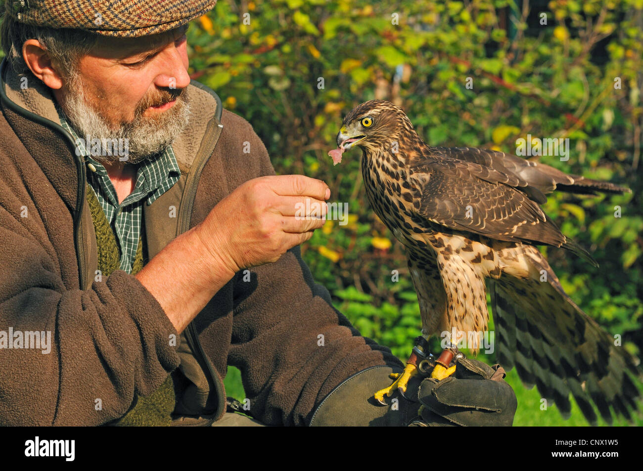 nördlichen Habicht (Accipiter Gentilis), sitzen auf Handschuh der Falkner und Fütterung mit Fleisch, Deutschland, Nordrhein-Westfalen Stockfoto