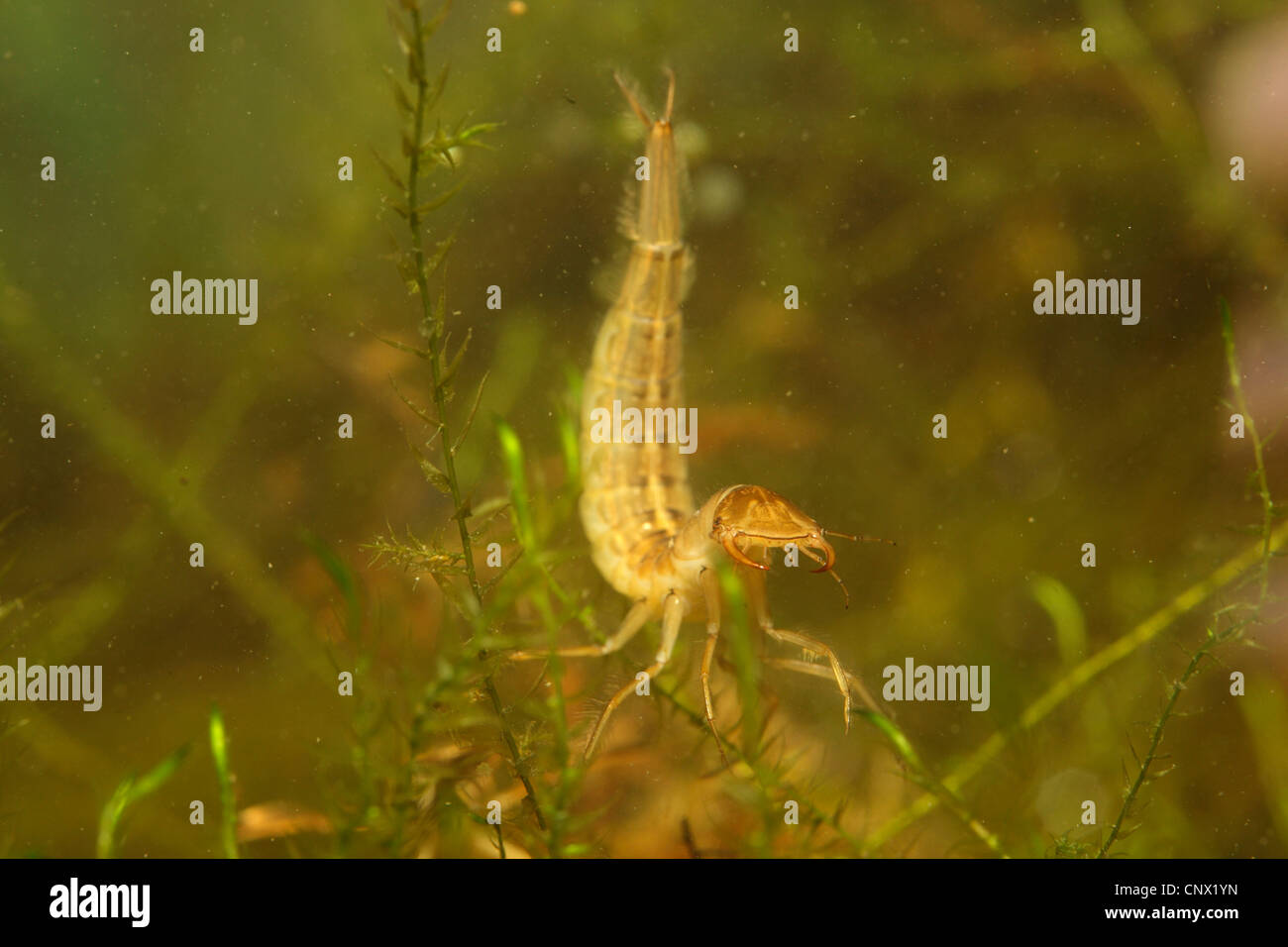 großen Tauchen Käfer (Gelbrandkäfer Marginalis), Larve lauern auf Beute, Deutschland Stockfoto