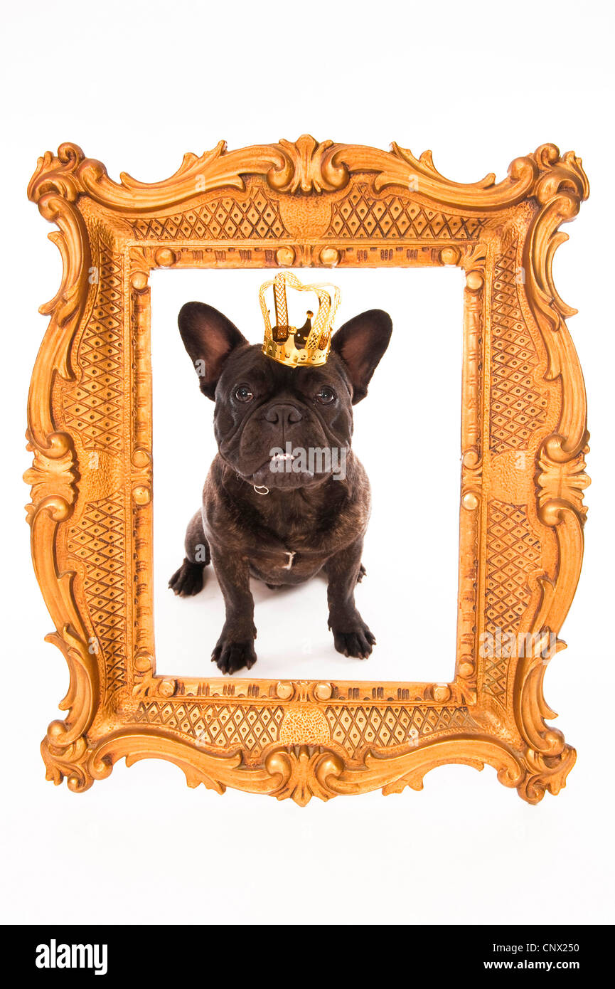 Französische Bulldogge (Canis Lupus F. Familiaris), wie ein König in einem Goldrahmen Stockfoto