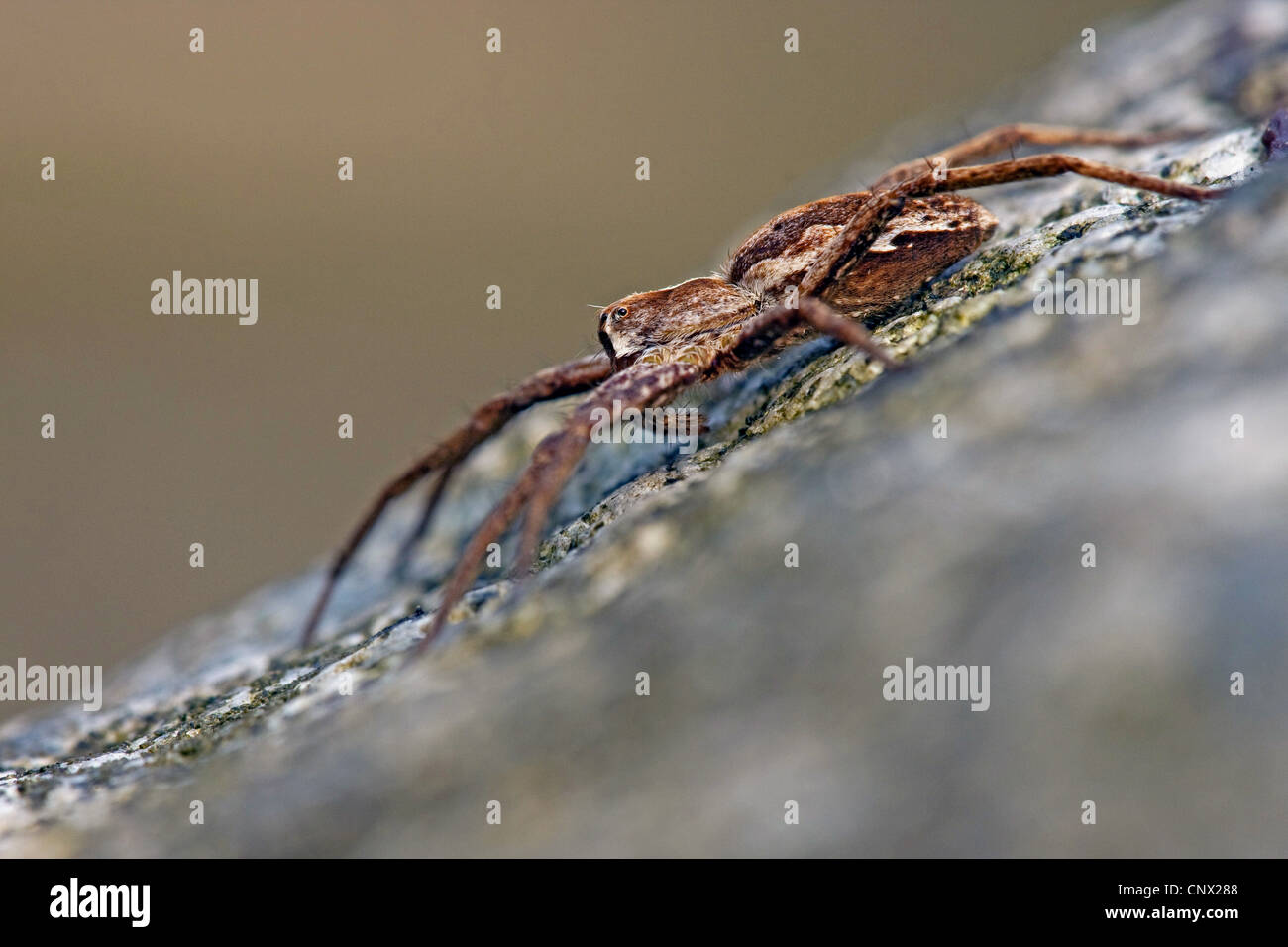 Baumschule Web Spider, fantastische Fischerei Spinne (Pisaura Mirabilis), sitzt auf einem Ast, Deutschland, Rheinland-Pfalz Stockfoto