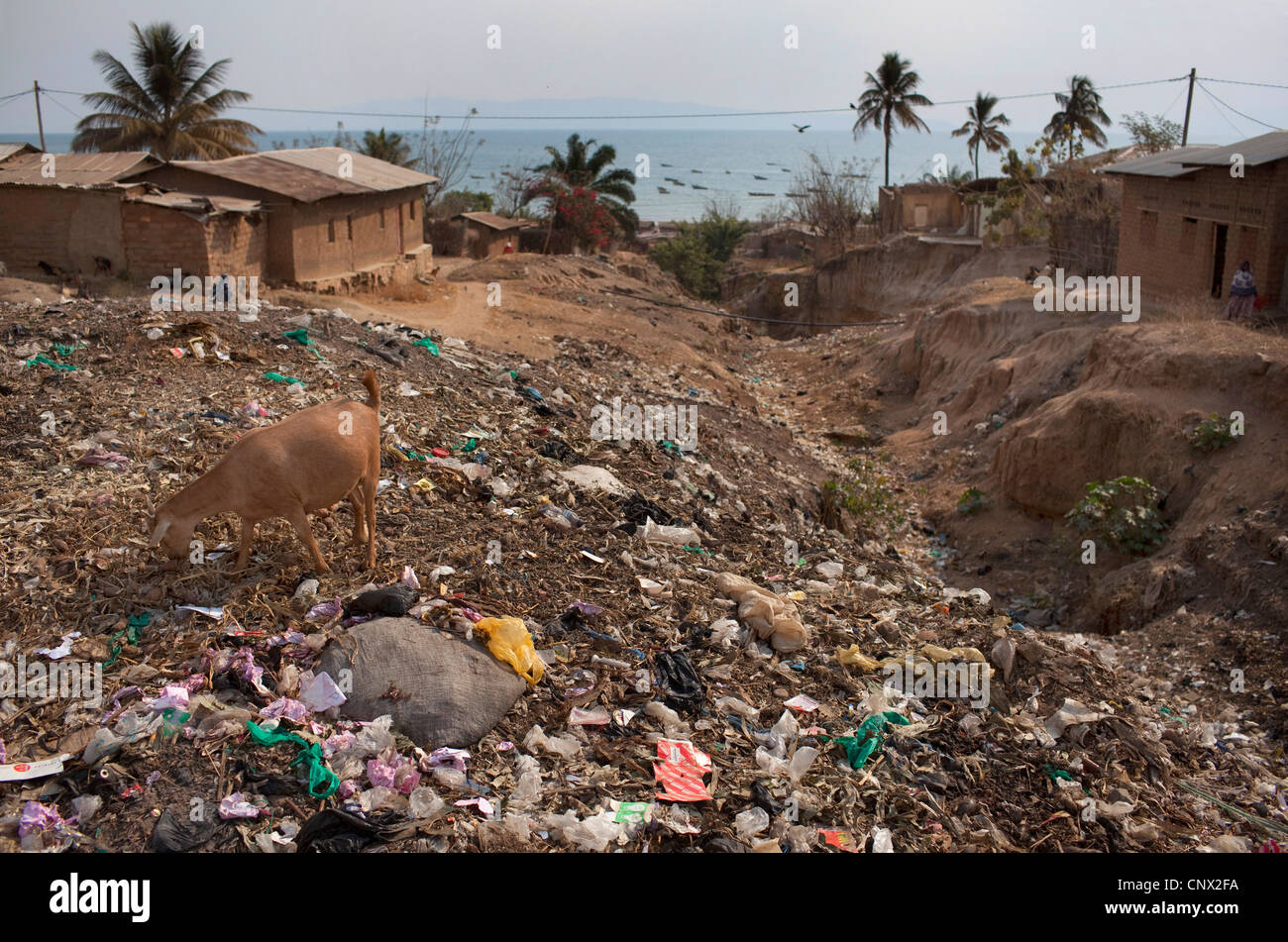 Hausziege (Capra Hircus, Capra Aegagrus F. Hircus), Ziege, die auf der Suche nach Nahrung an einem Hang voller Müll am Ufer des Sees Tanganijka, Burundi, Rumonge, Rumonge Stockfoto