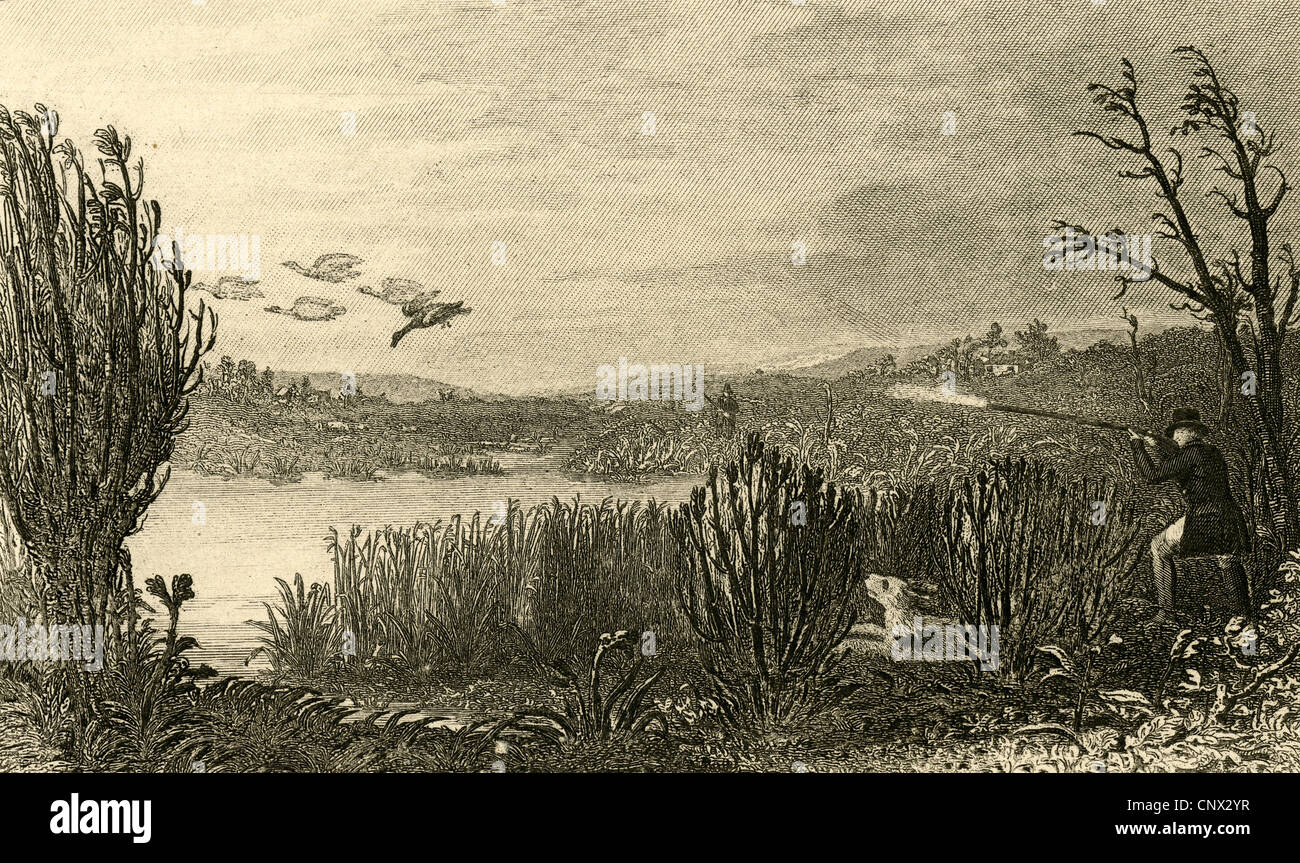 Ca. 1870 Gravur, wilde Ente schießen. Stockfoto
