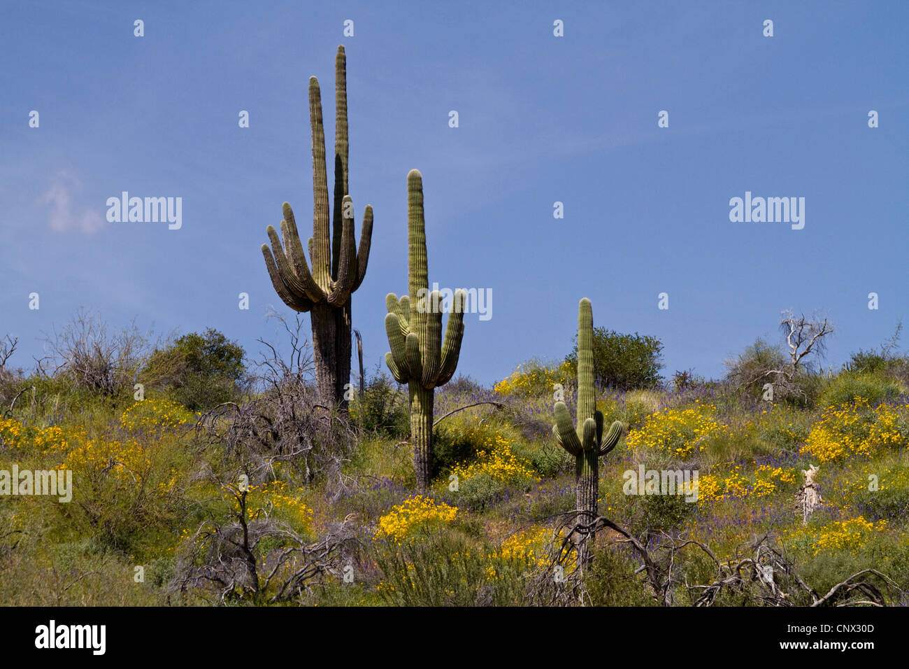 Saguaro-Kaktus (Carnegiea Gigantea, Cereus Giganteus), drei Exemplare an einem Hang, USA, Arizona, Sonora Wueste Stockfoto