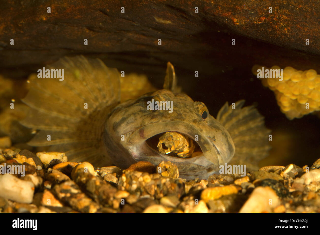 Miller's Thumb, Groppe (Cottus Gobio), männliche spucken Köcherfliegenart Larve aus der Laich Höhle, Deutschland Stockfoto