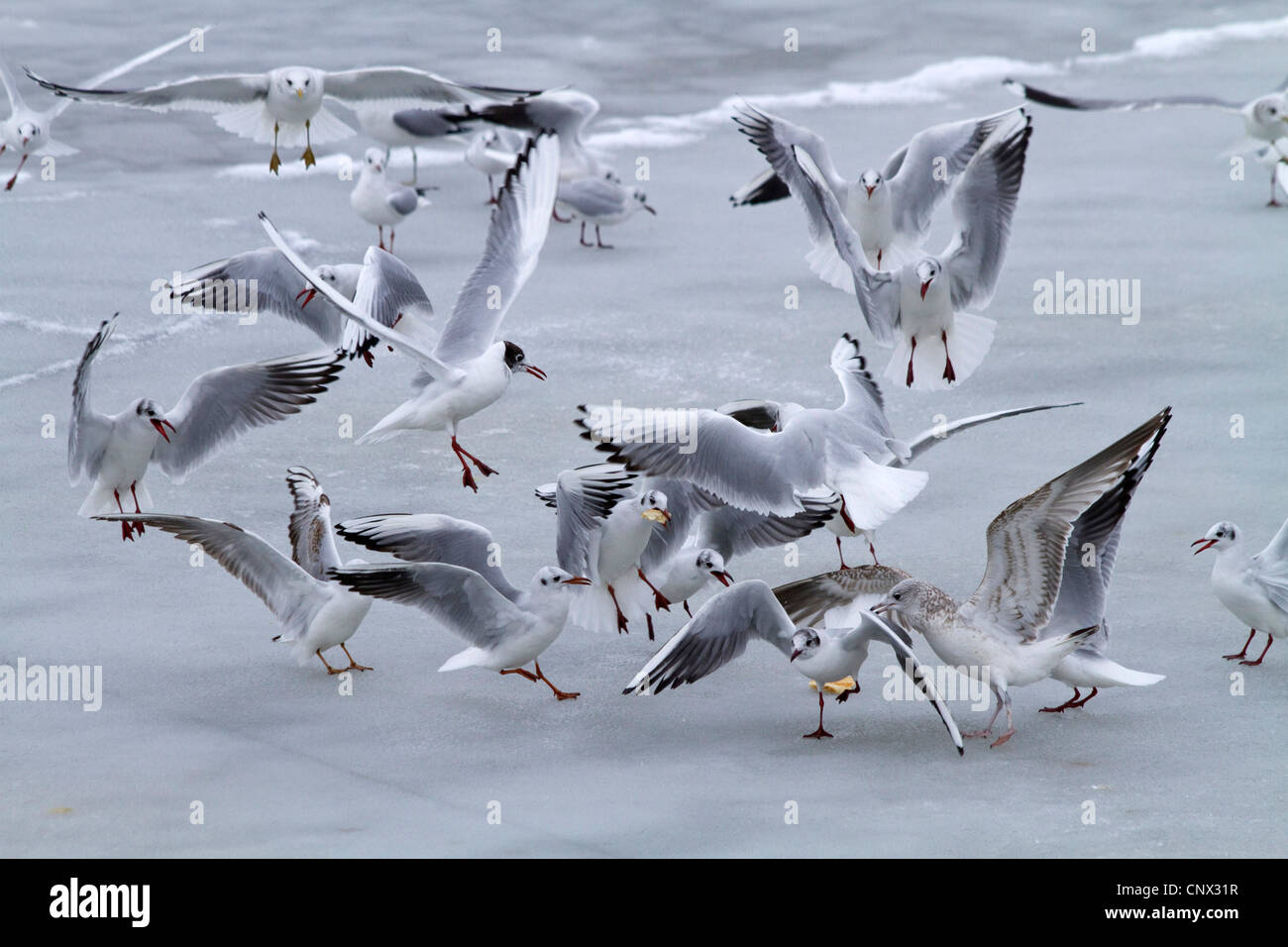 Lachmöwe (Larus Ridibundus), strömen Kampf um Nahrung auf zugefrorenen Seeoberfläche, Deutschland, Bayern, Chiemsee Stockfoto