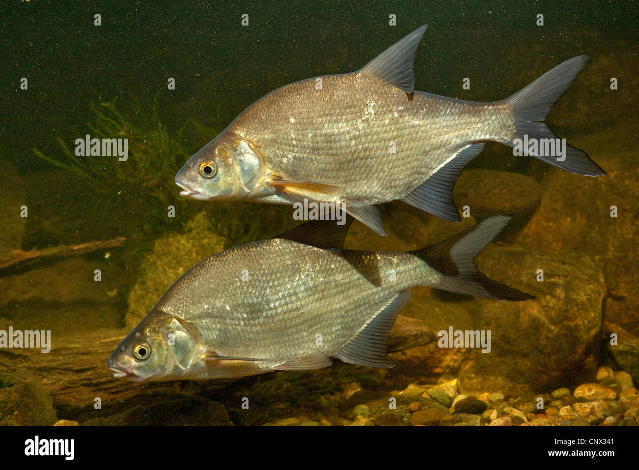 Brachsen, Süßwasser Brassen, Karpfen Brassen (Abramis Brama), zwei Fische schwimmen in der Nähe von Wasser unten Stockfoto