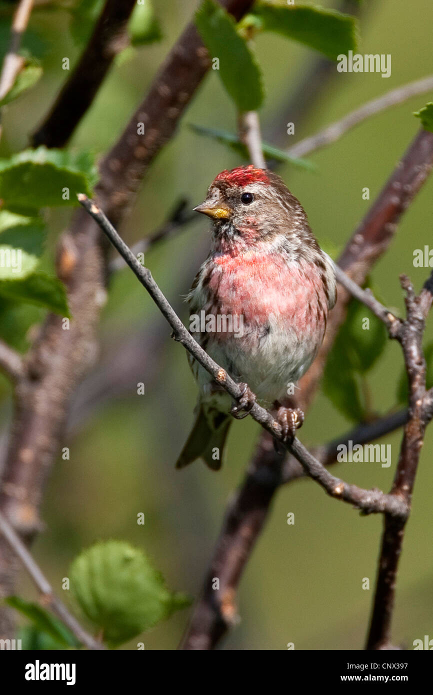 Redpoll, gemeinsame Redpoll (Zuchtjahr Flammea, Acanthis Flammea), Männchen auf einem Ast, Deutschland Stockfoto