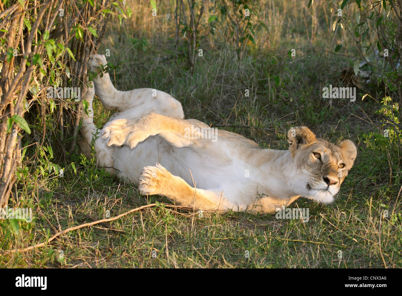 Löwe (Panthera Leo), Löwin räkelt, Kenia, Masai Mara Nationalpark Stockfoto