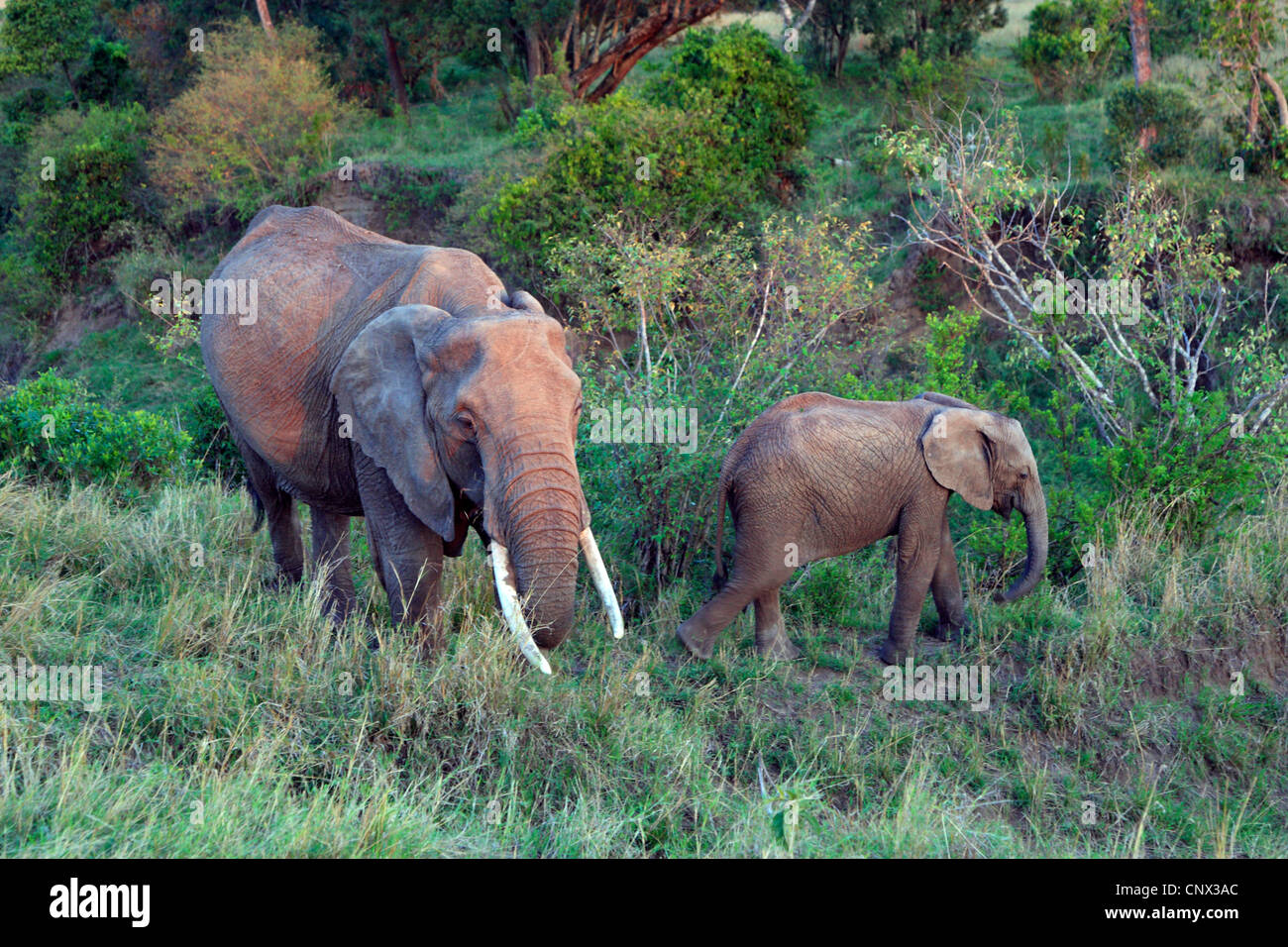 Afrikanischer Elefant (Loxodonta Africana), Kuh mit Kalb Fütterung in Buschlandschaft, Kenia Stockfoto