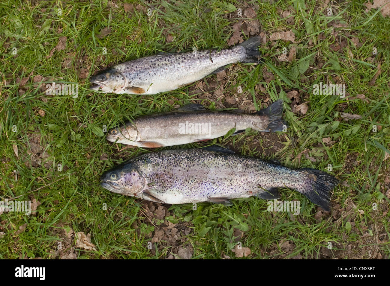 Gefangenen Bachforelle, Bachsaibling und Regenbogenforelle liegen in einem Wiesen, Deutschland, Rheinland-Pfalz Stockfoto