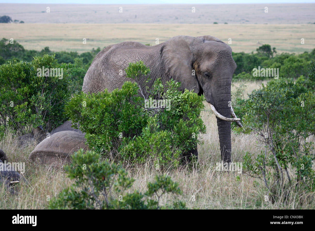 Afrikanischer Elefant (Loxodonta Africana), Herde zwischen Büschen in der Savanne, Kenia, Masai Mara Nationalpark Stockfoto