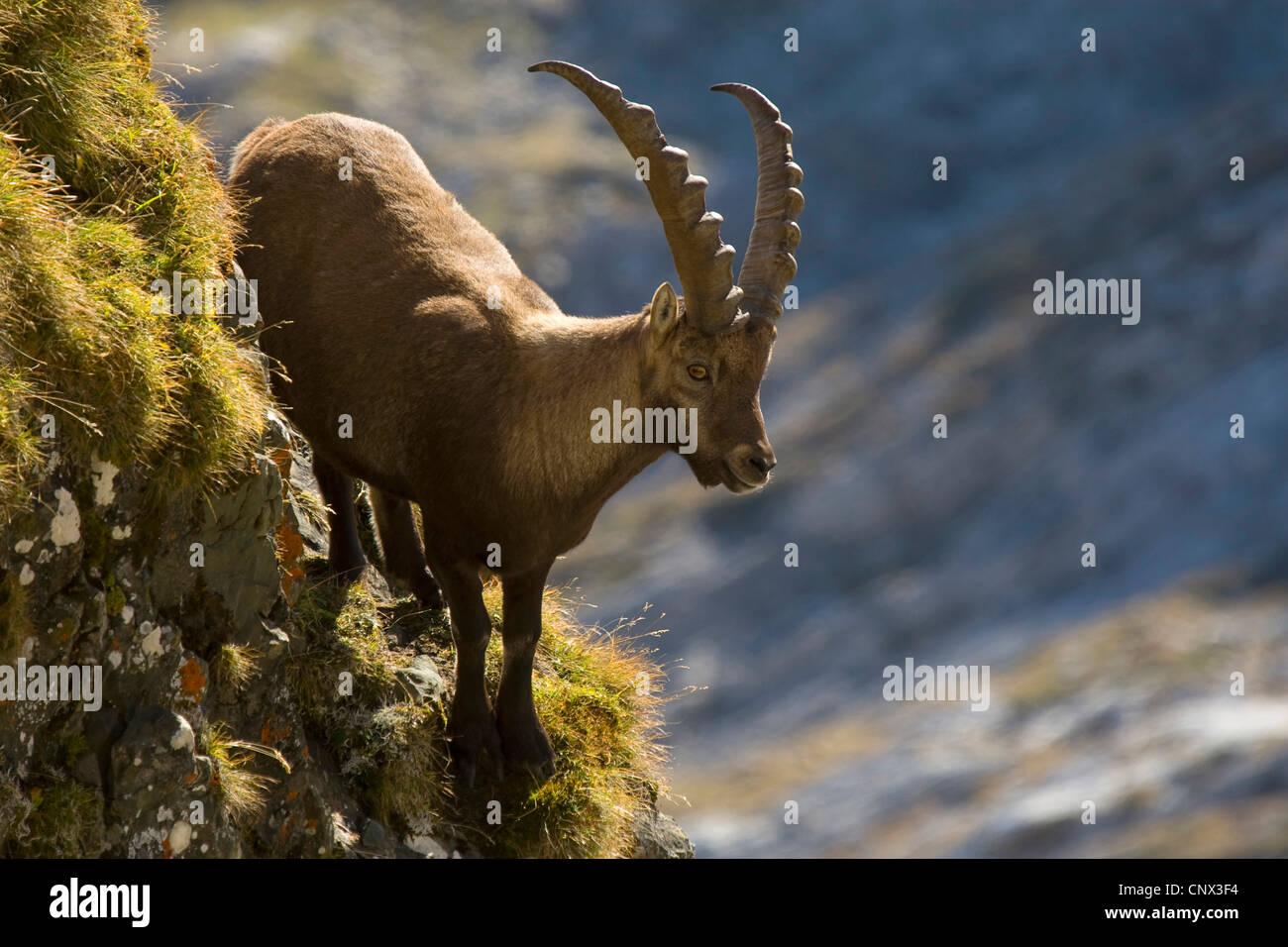 Alpensteinbock (Capra Ibex), stehend im Herbst scheint auf eine Steilwand, Säntis, Alpstein, Sankt Gallen, Schweiz Stockfoto