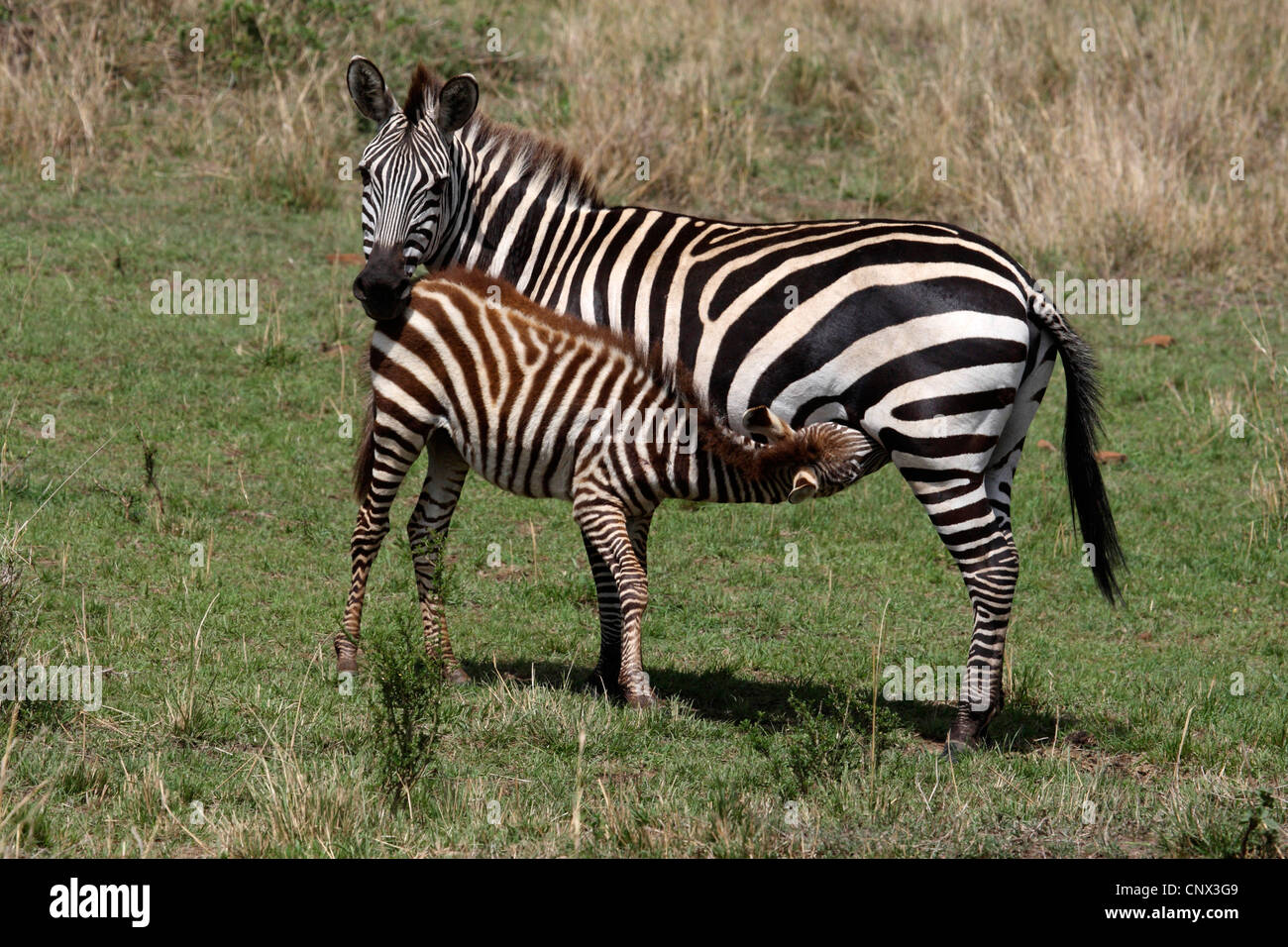 Gemeinsamen Zebra (Equus Quagga), Stute, stehend in der Savanne mit Spanferkel Fohlen, Kenia, Masai Mara Nationalpark Stockfoto