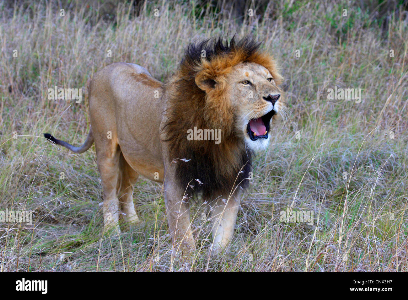 Löwe (Panthera Leo), männliche stehend das trockene Gras der Savanne brüllen, Kenia, Masai Mara Nationalpark Stockfoto