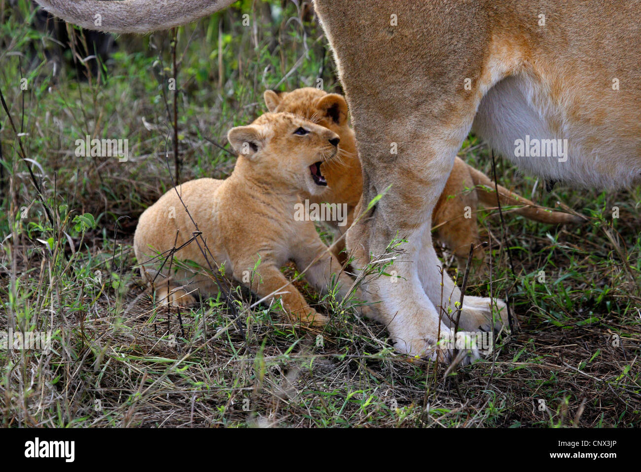 Löwe (Panthera Leo), zwei Kätzchen sitzen an die Mutter Hinterbeine, Kenia, Masai Mara Nationalpark Stockfoto