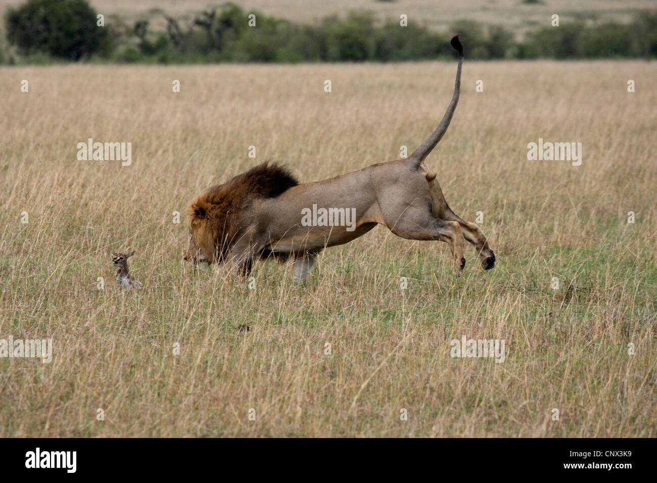 Löwe (Panthera Leo), fawn männlich fangen eine Gazelle sitzt das trockene Gras der Savanne, Kenia, Masai Mara Nationalpark Stockfoto